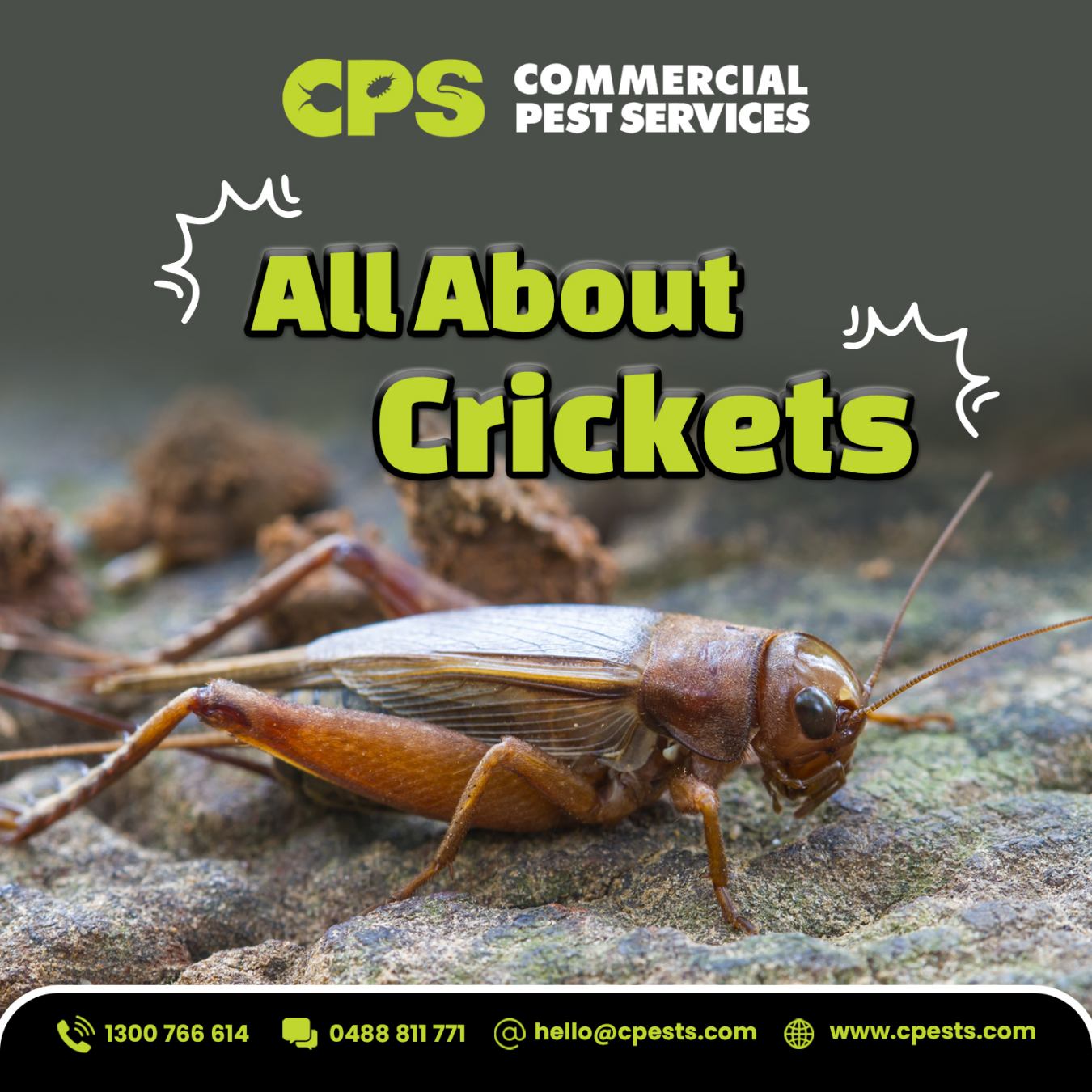 All About Crickets: What Do We Know? 