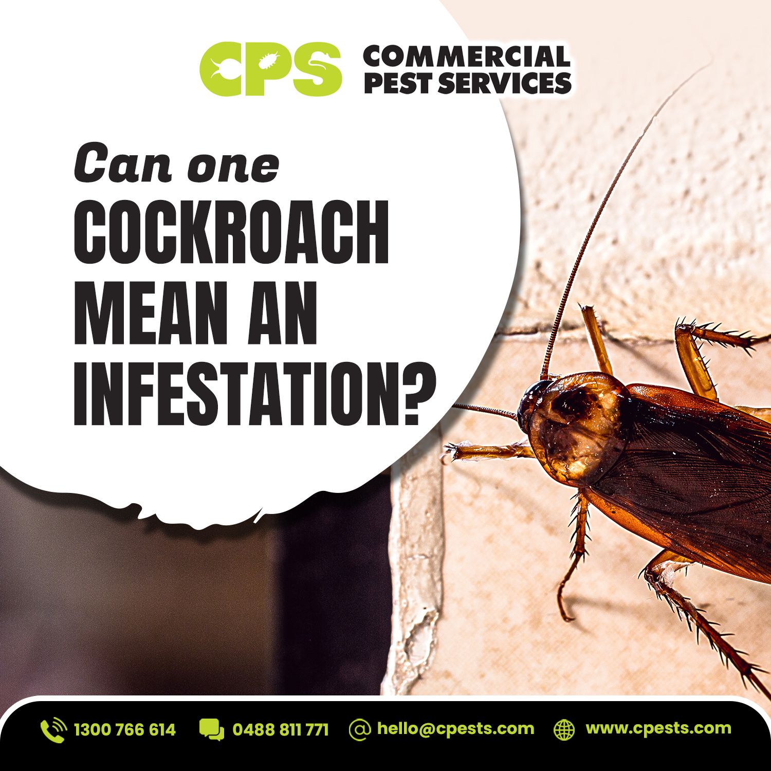Can One Cockroach Mean an Infestation? 