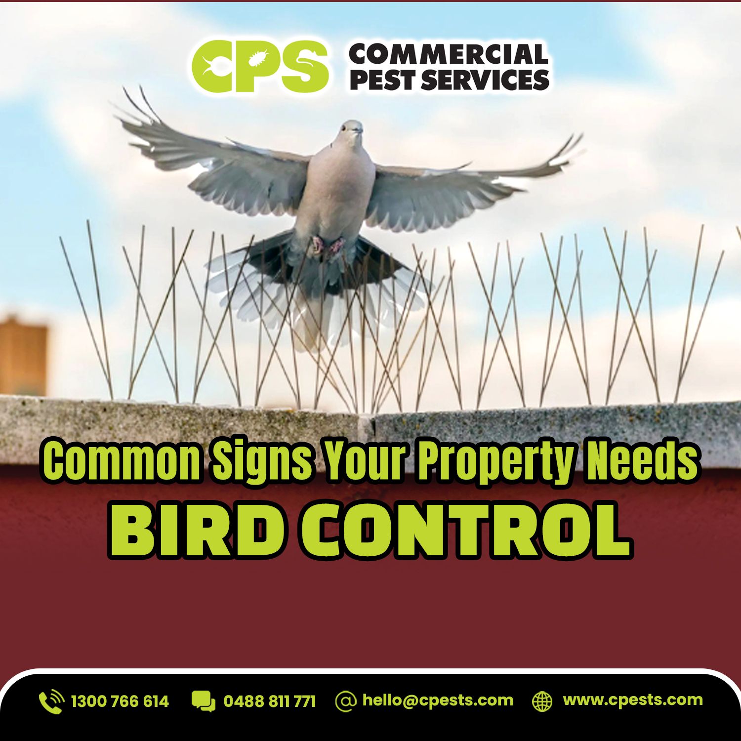 Common Signs Your Property Needs Bird Control 