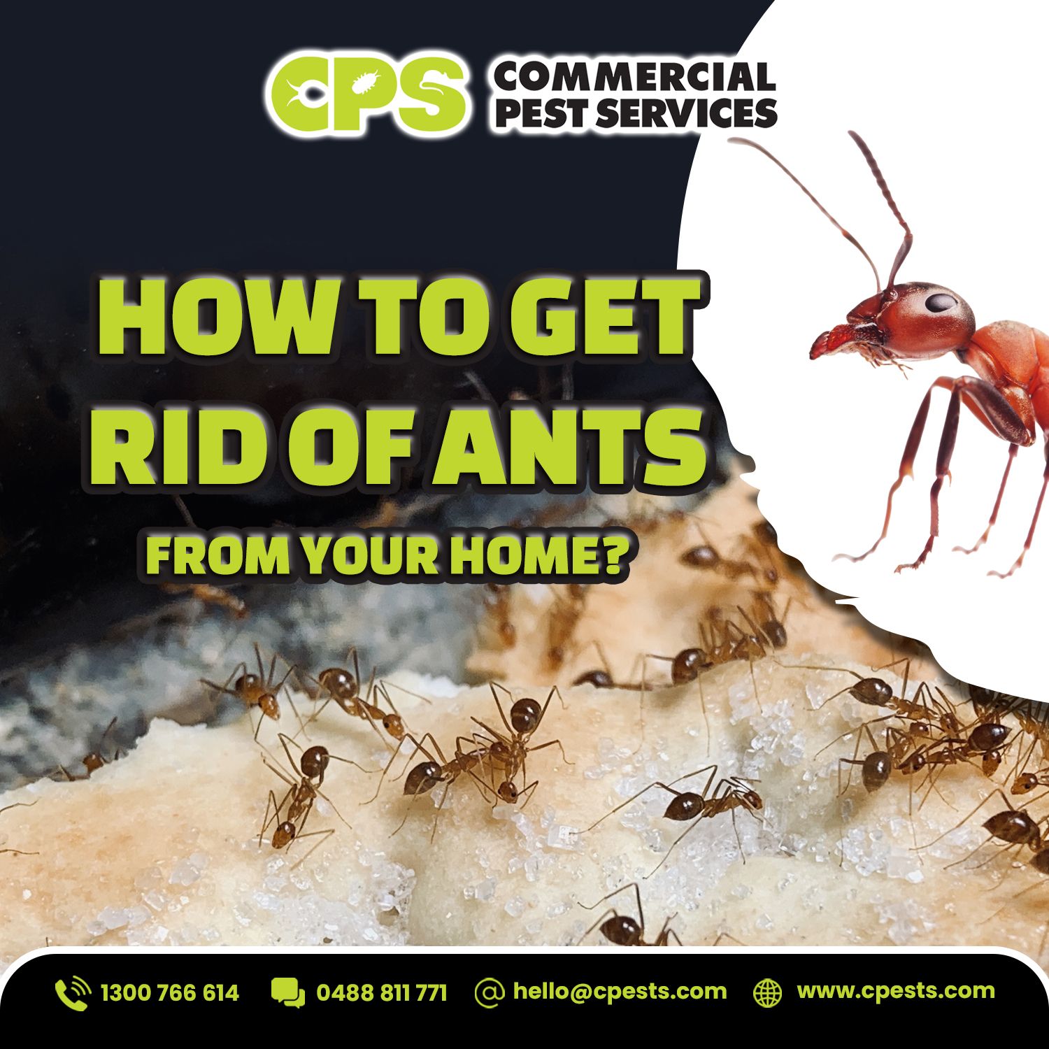 How to Get Rid of Ants at Your Home 