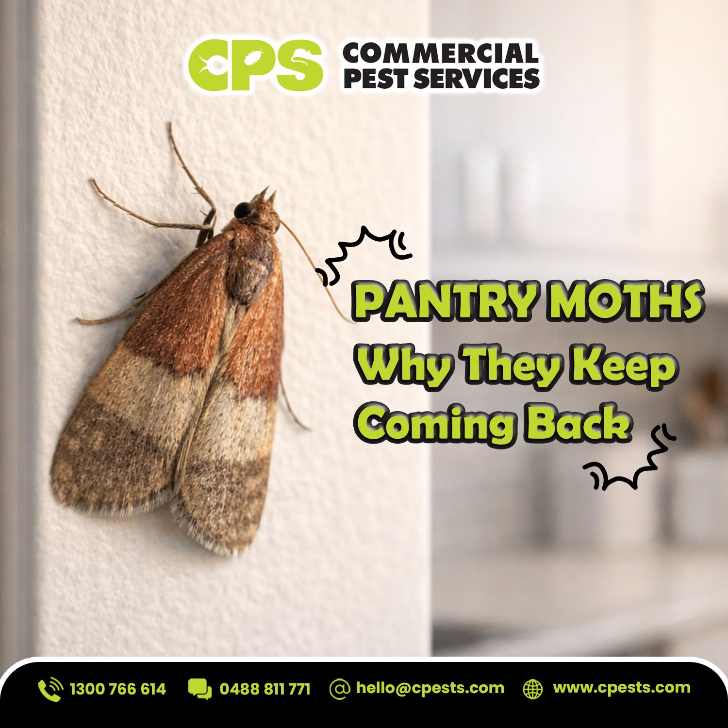 Pantry Moths: Why Do They Keep Coming Back? 