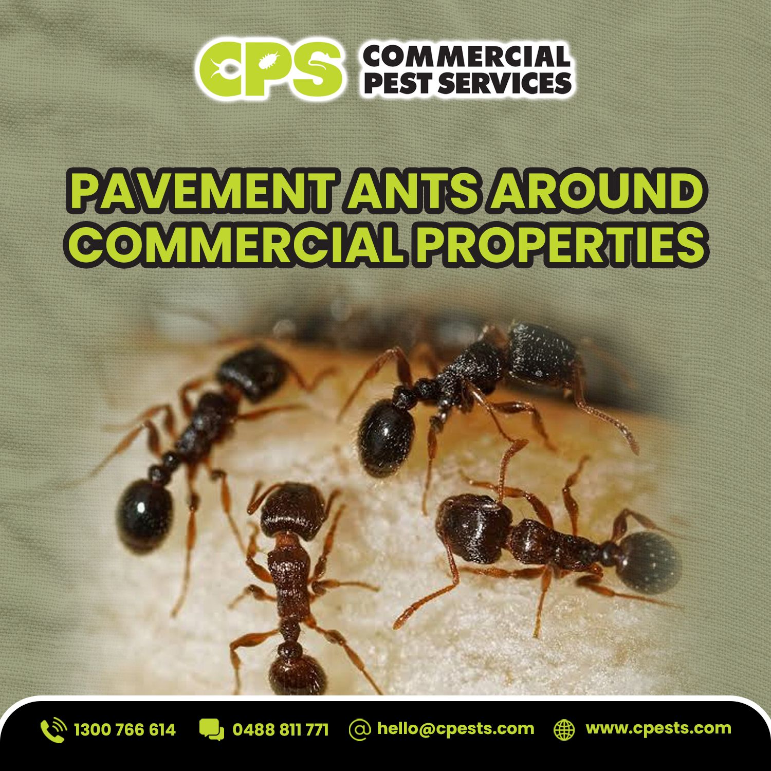 Pavement Ants Around Commercial Properties 