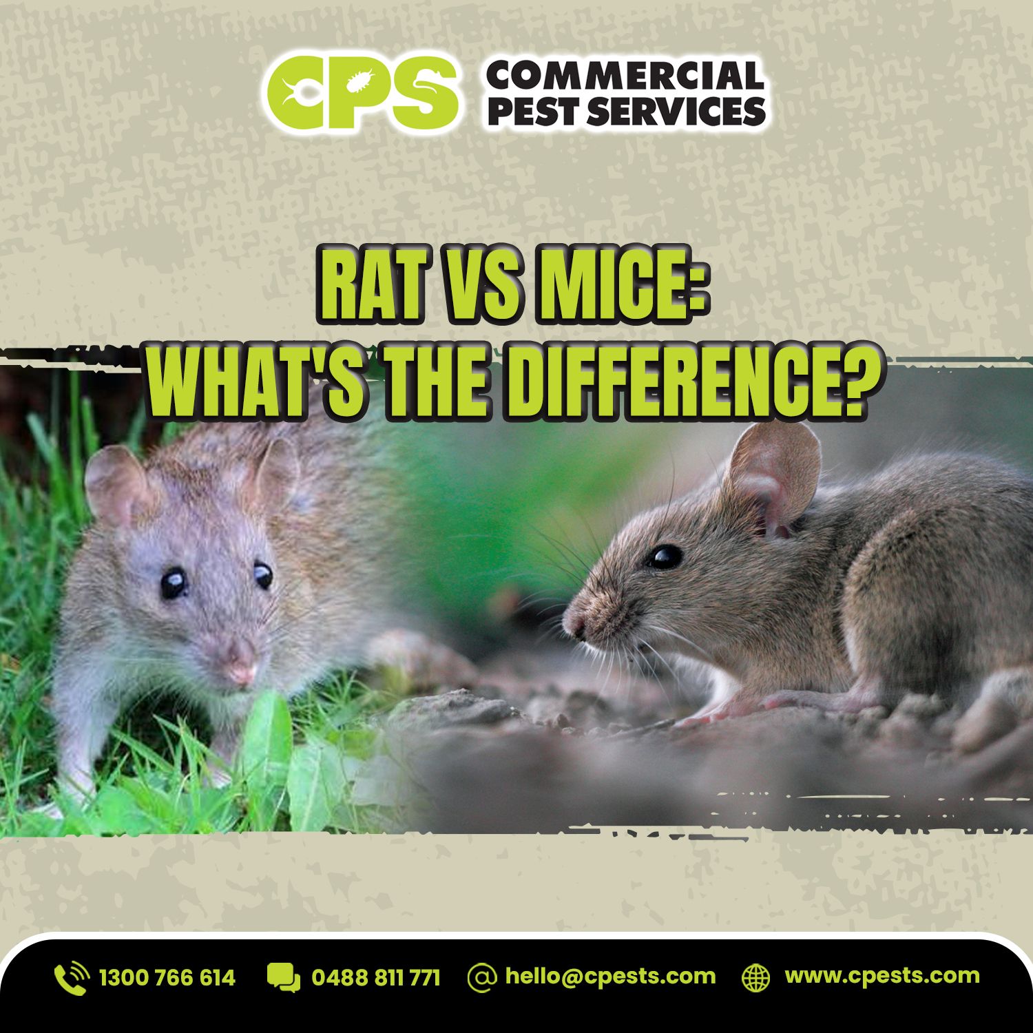 Rats vs Mice: What Is the Difference? 