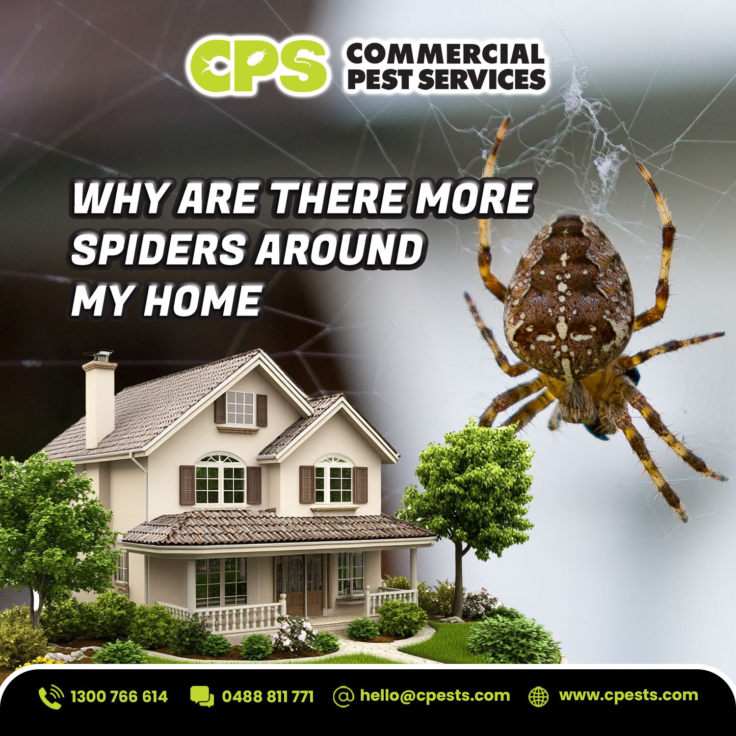 Why Are There More Spiders Around My Home? 