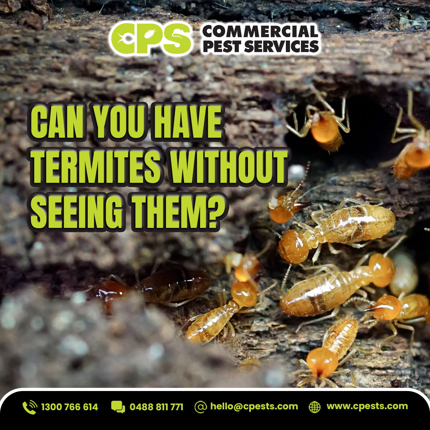Can You Have Termites Without Seeing Them? 