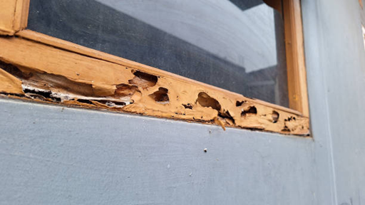  termite damage around the house 