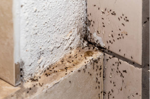  ant infestation in wall crack, gaps 
