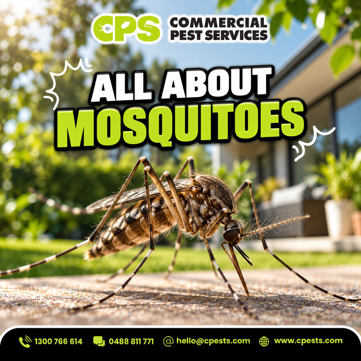 All About Mosquitoes: What You Need to Know 