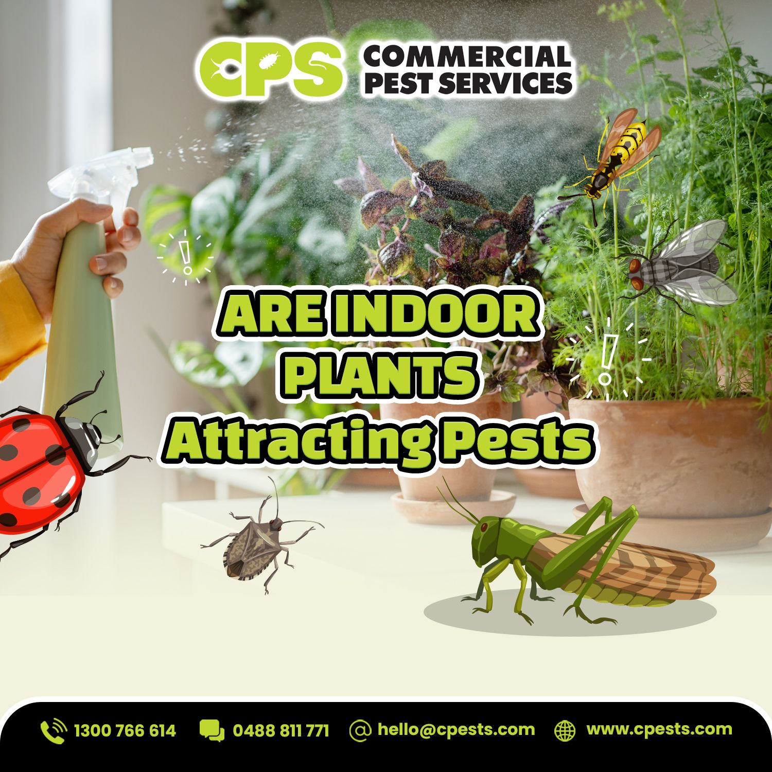 Are Indoor Plants Attracting Pests? Here’s What You Need to Know 