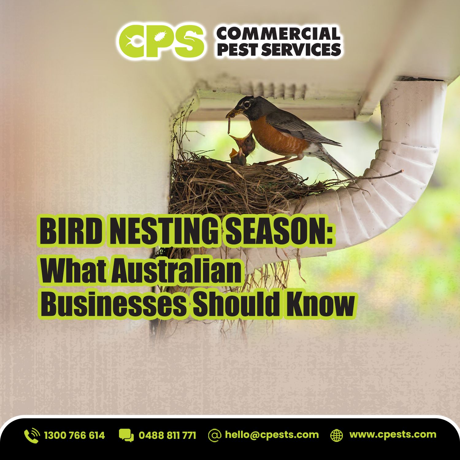 Bird Nesting Season in Australia: What Business Should Know