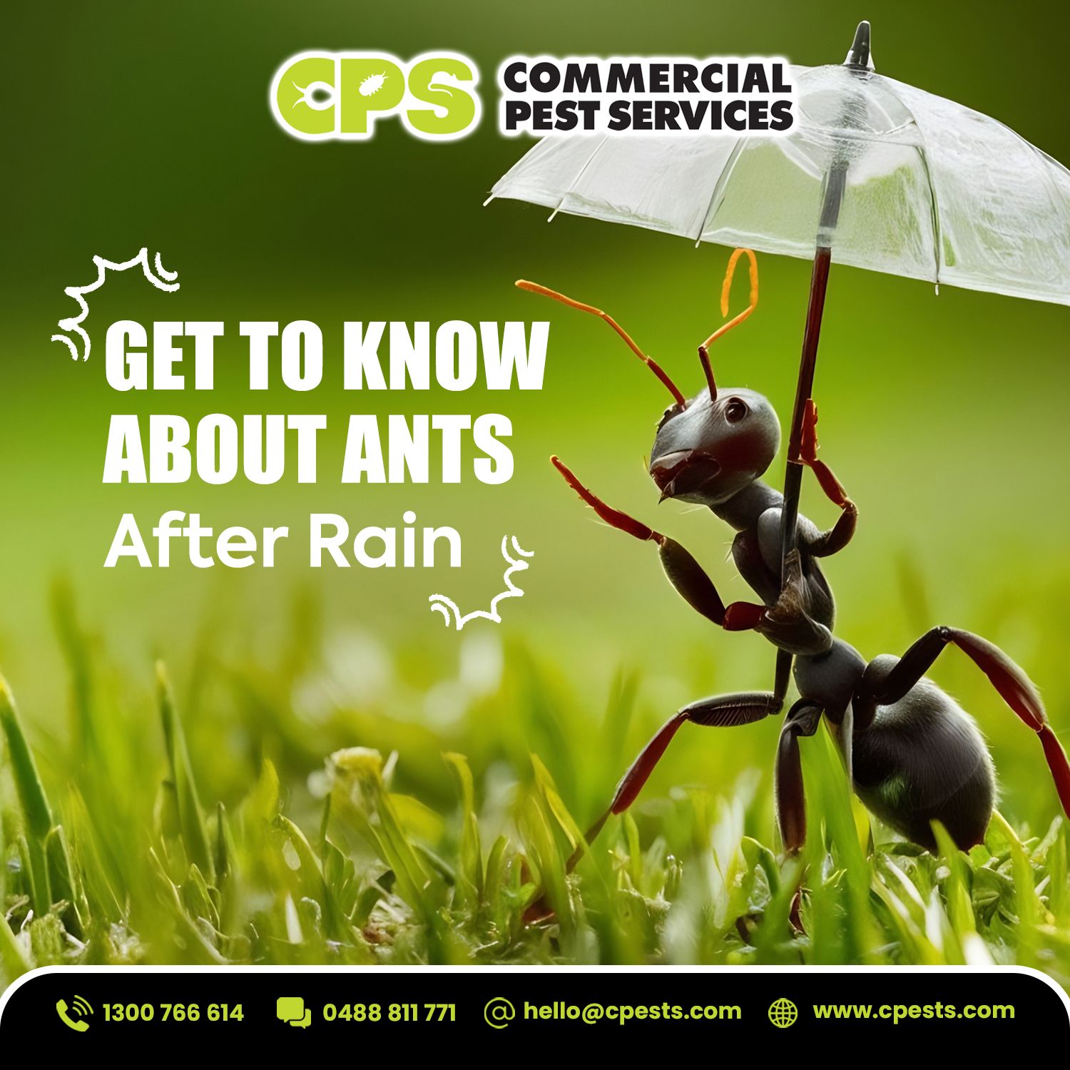 Why Are Ants Worse After Rain? 