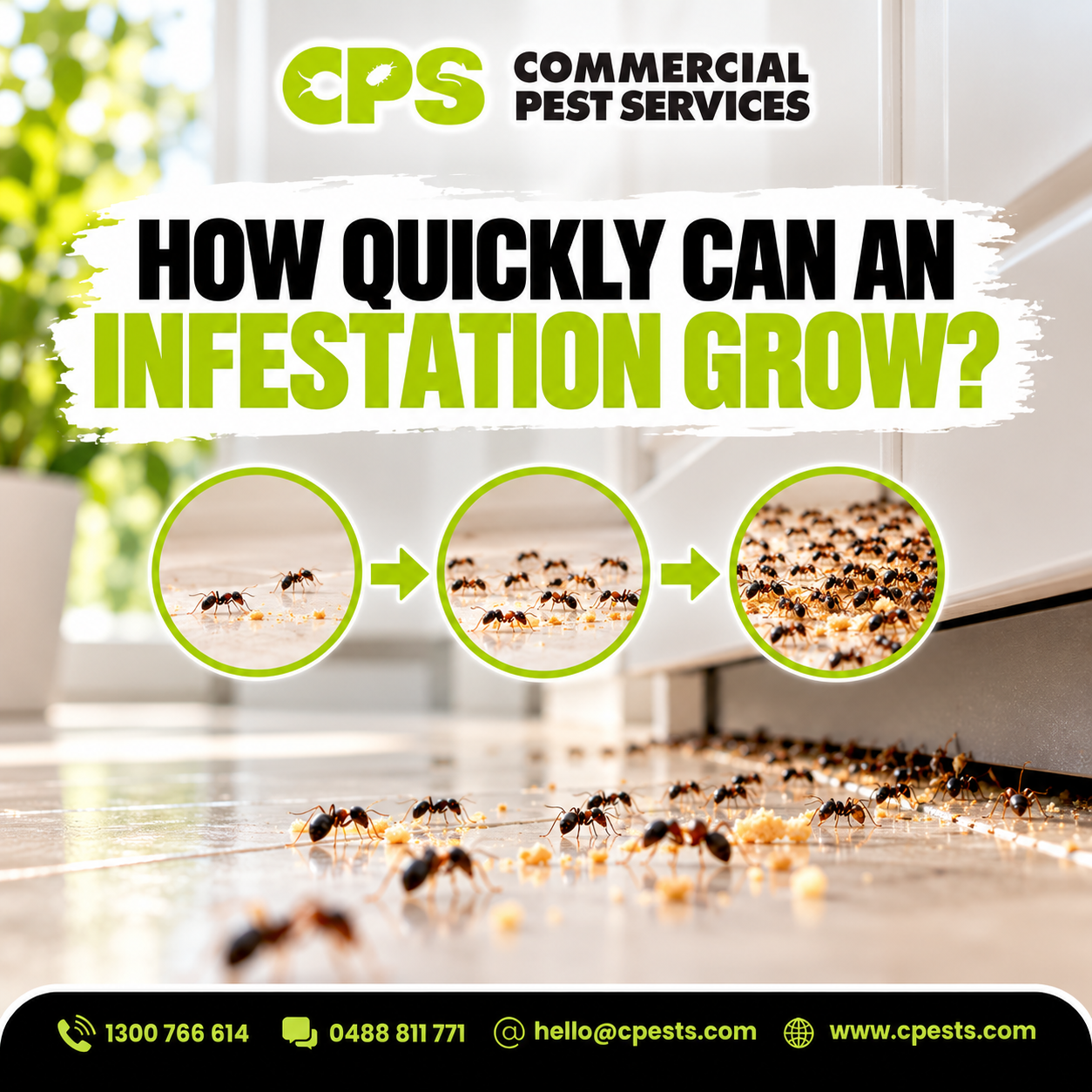 How Quickly Can a Pest Infestation Grow? 