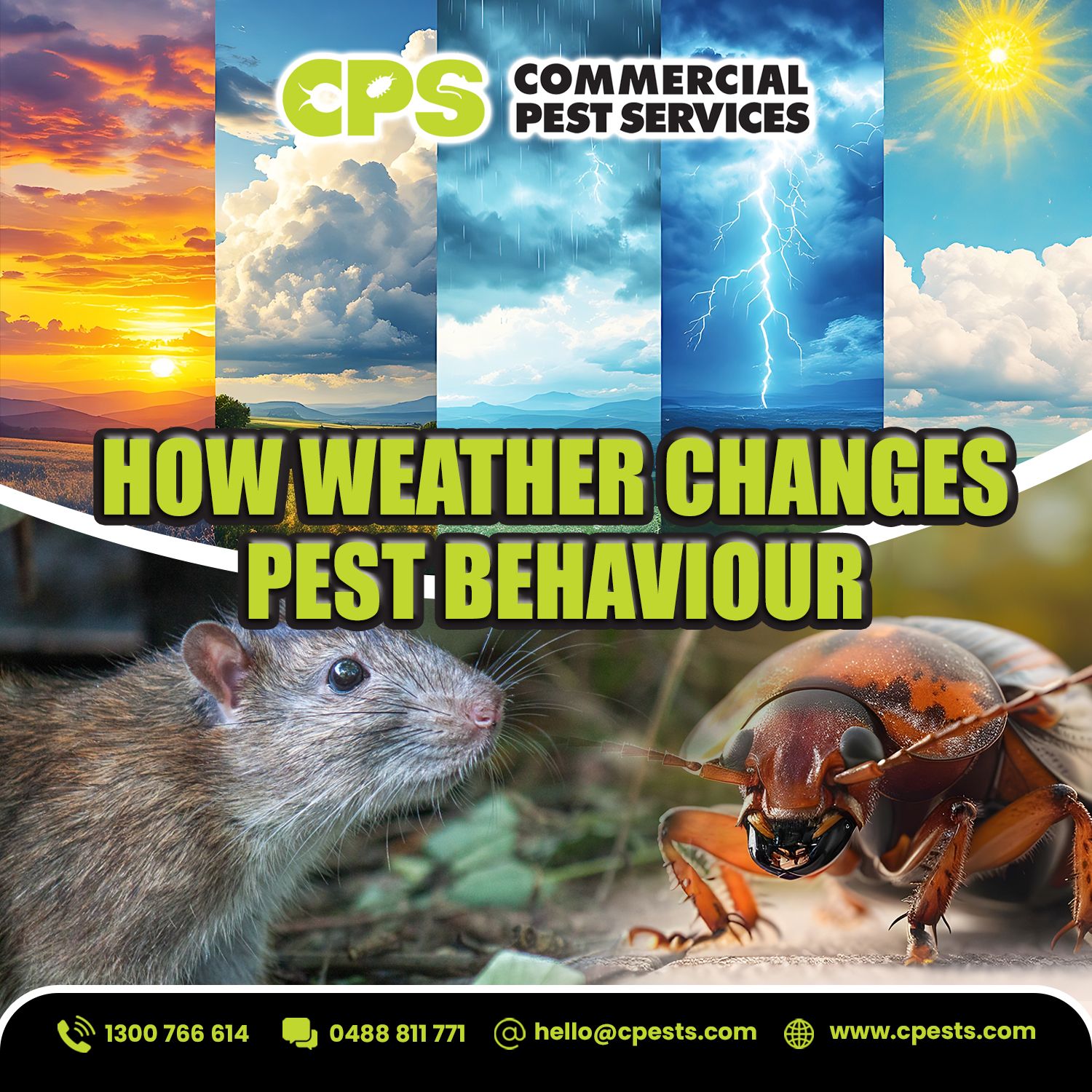 How Weather Changes Pest Behaviour Around Your Home 