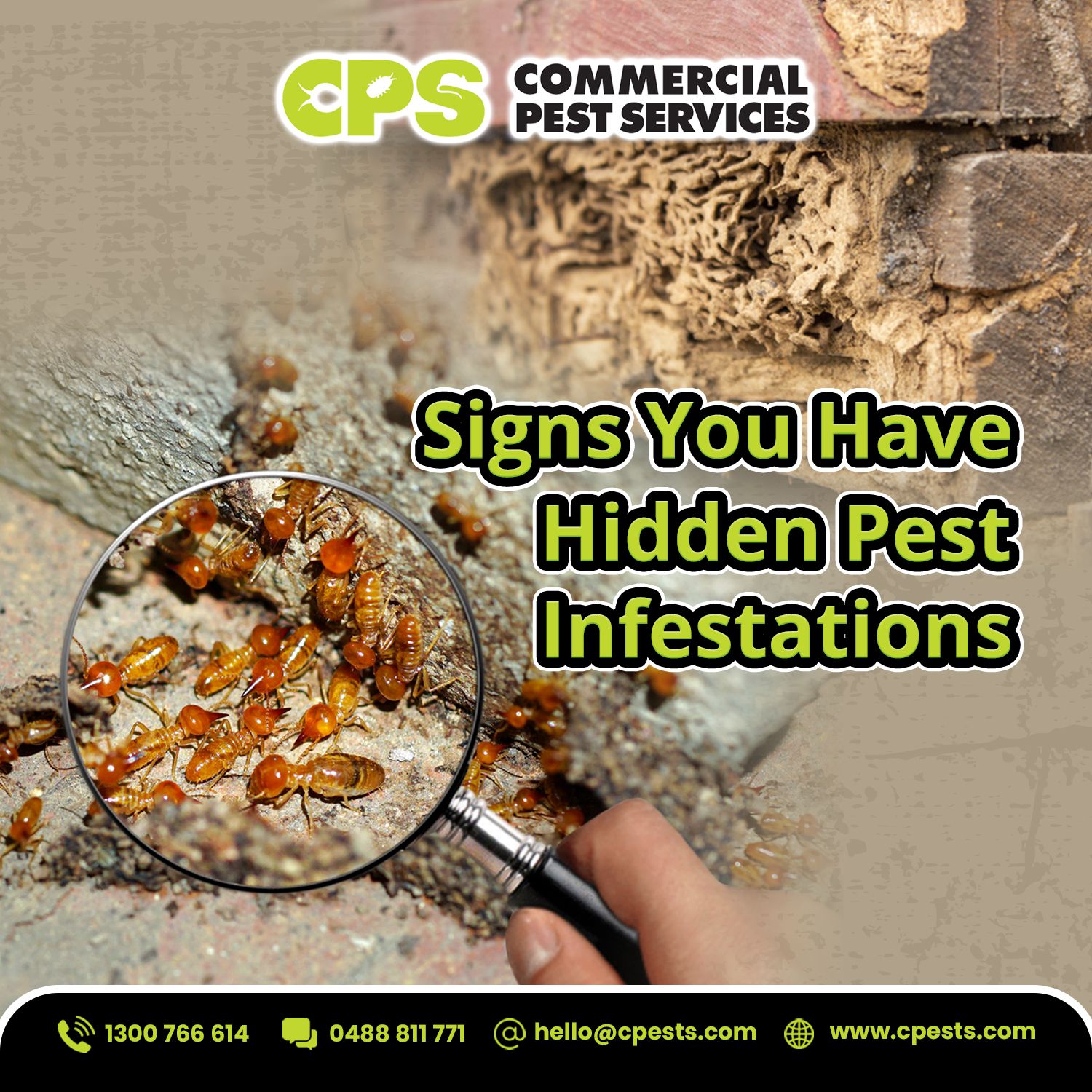 Signs You Have a Hidden Pest Infestation Before It’s Too Late 