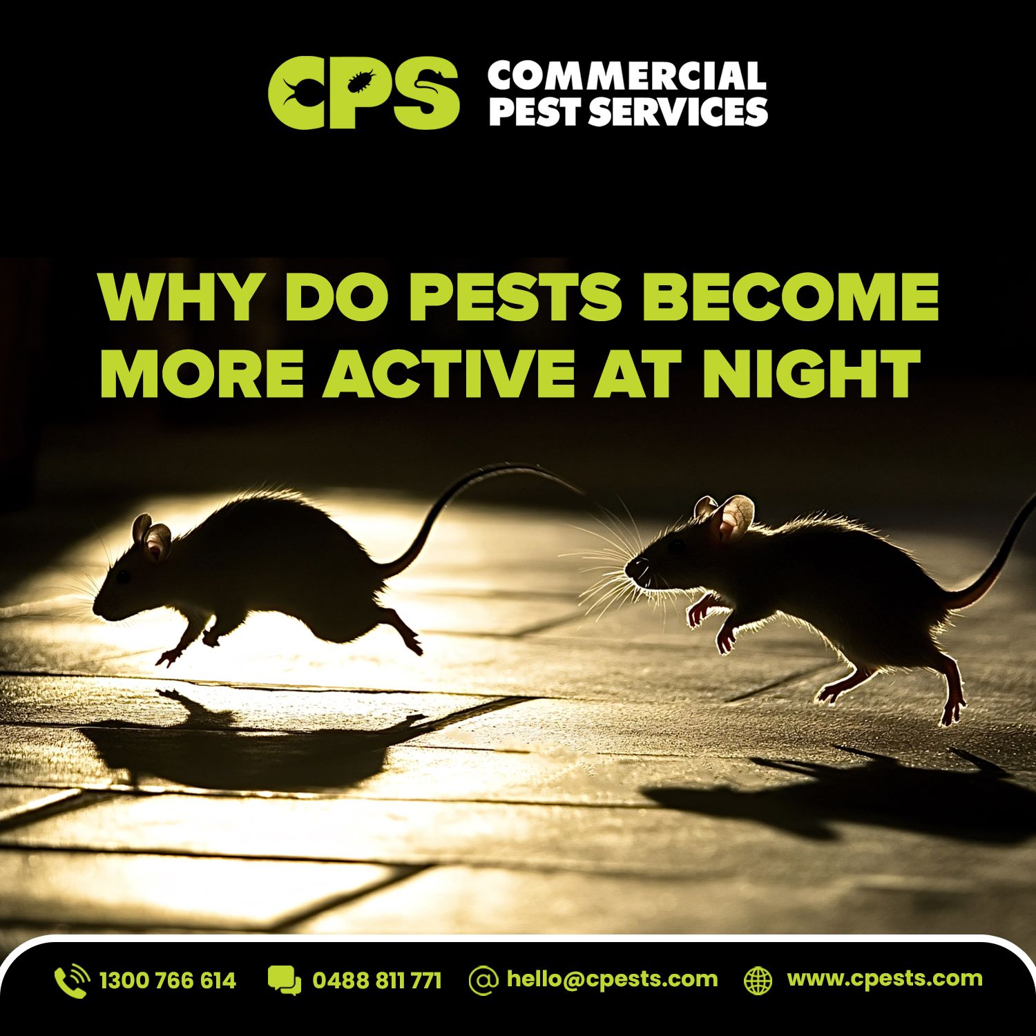 Why Pests Become More Active At Night