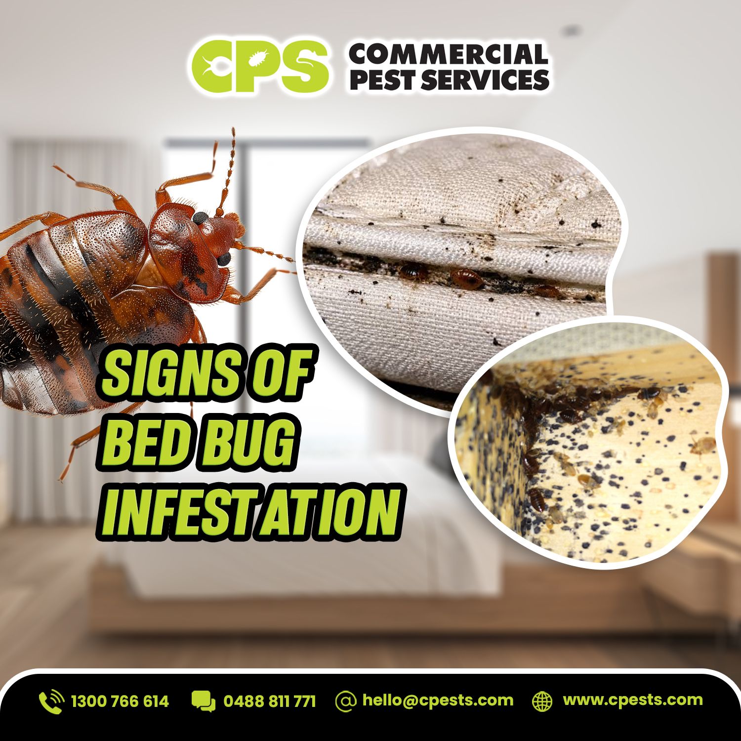 Signs of Bed Bug Infestations