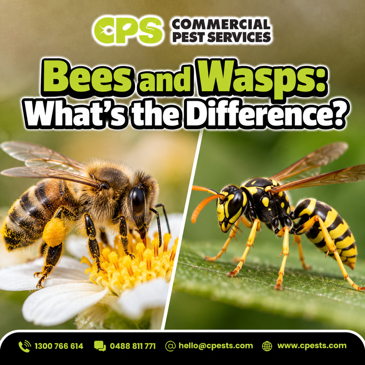 Bees and Wasps: What You Need to Know 