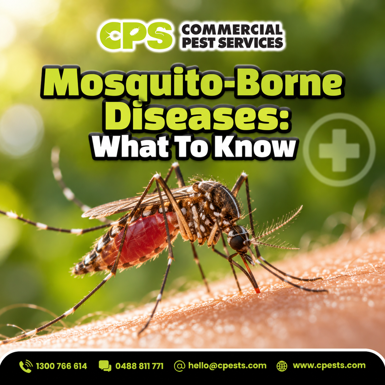 Mosquito-Borne Diseases: What to Know 