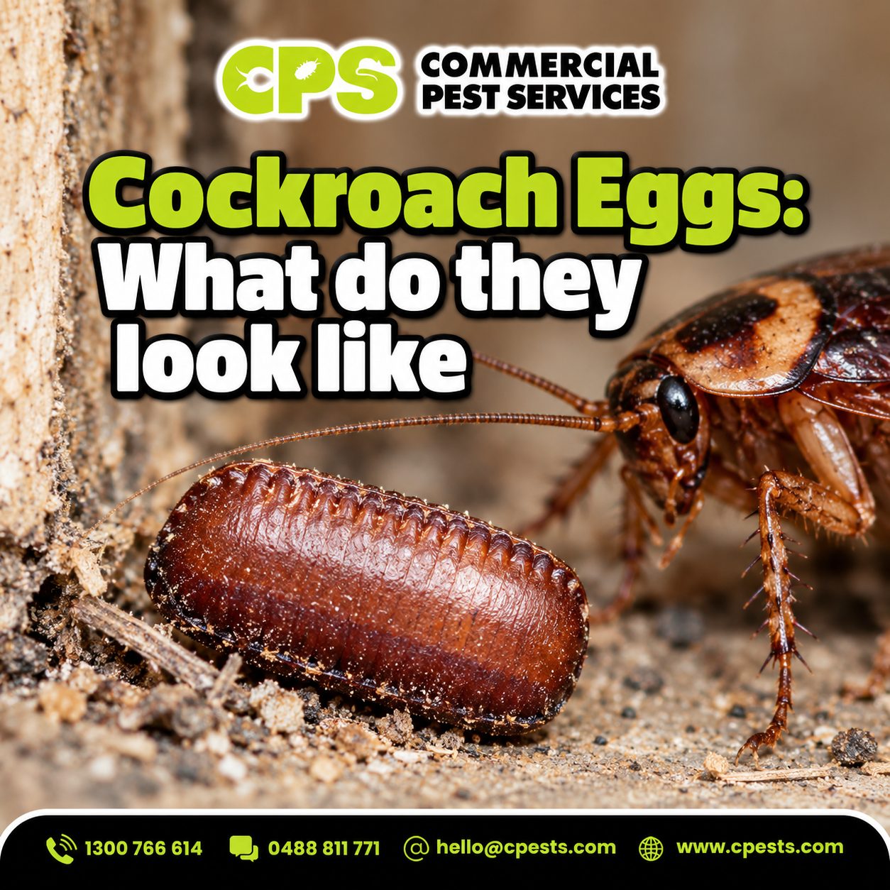 Cockroach Eggs: What Do They Look Like? 