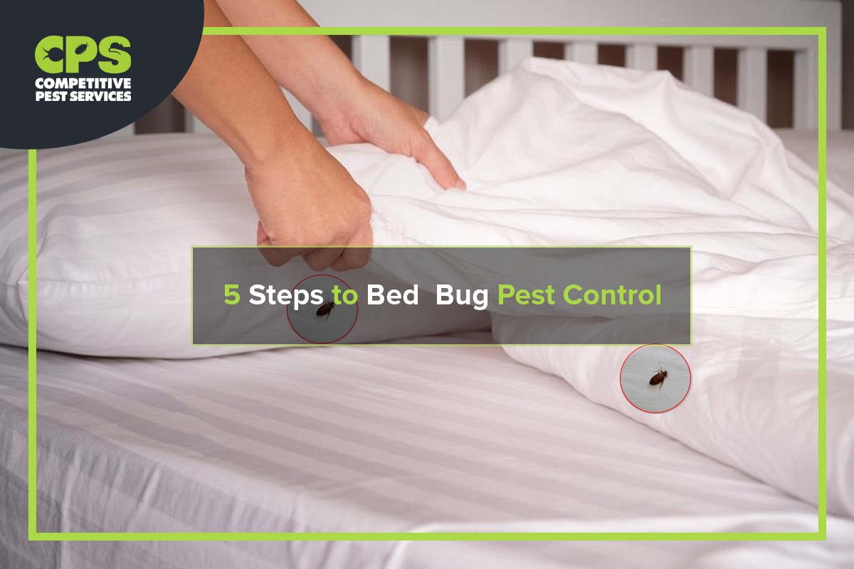 5 Steps to Bed Bug Pest Control | Competitive Pest Services