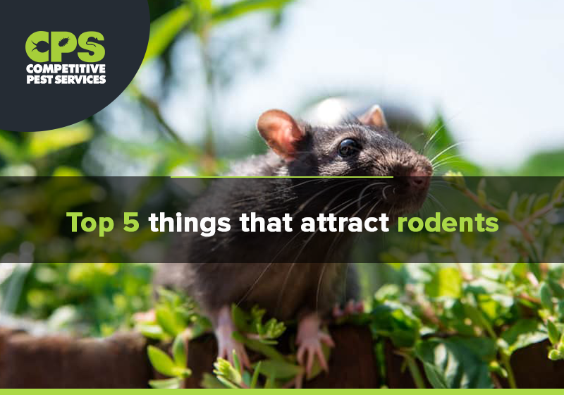 Top 5 things that attract rodents - Competitive Pest Control