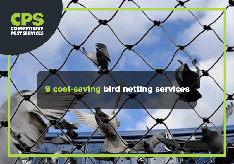 Costsaving benefits of bird netting Competitive Pest Services