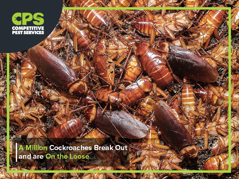 A Million Cockroaches break out | Competitive Pest Control