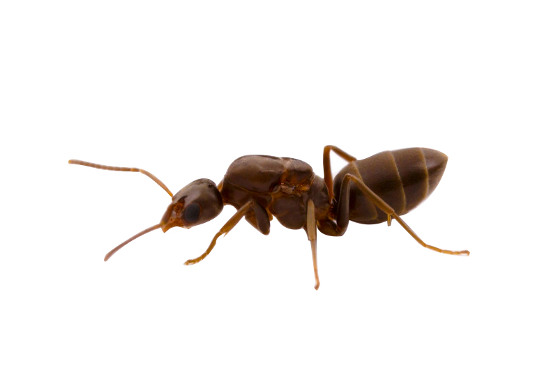 are bulldog ants the only australian ant species