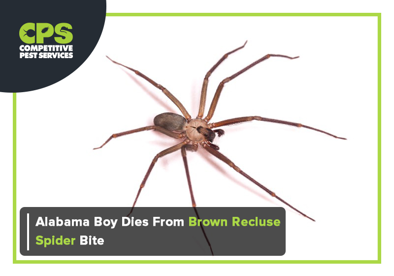 Brown recluse bite kills 5-year-old; What's the risk in Upstate?