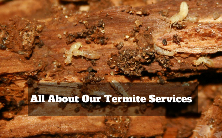 All About Our Termite Services | Competitive Pest Control