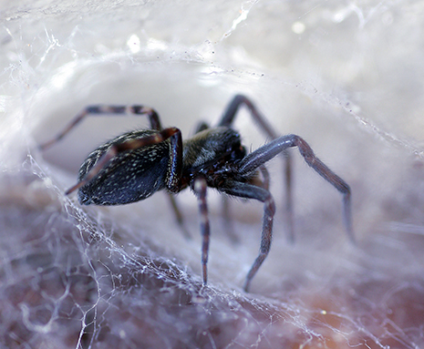 BLACK HOUSE SPIDER control