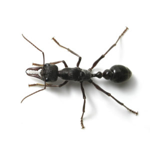 Bull Ants - Residential Pest Control - Competitive Pest Control