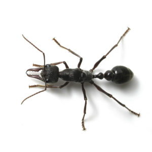 Ants digging up dirt under pavers? Here's what to do! — Gold Coast