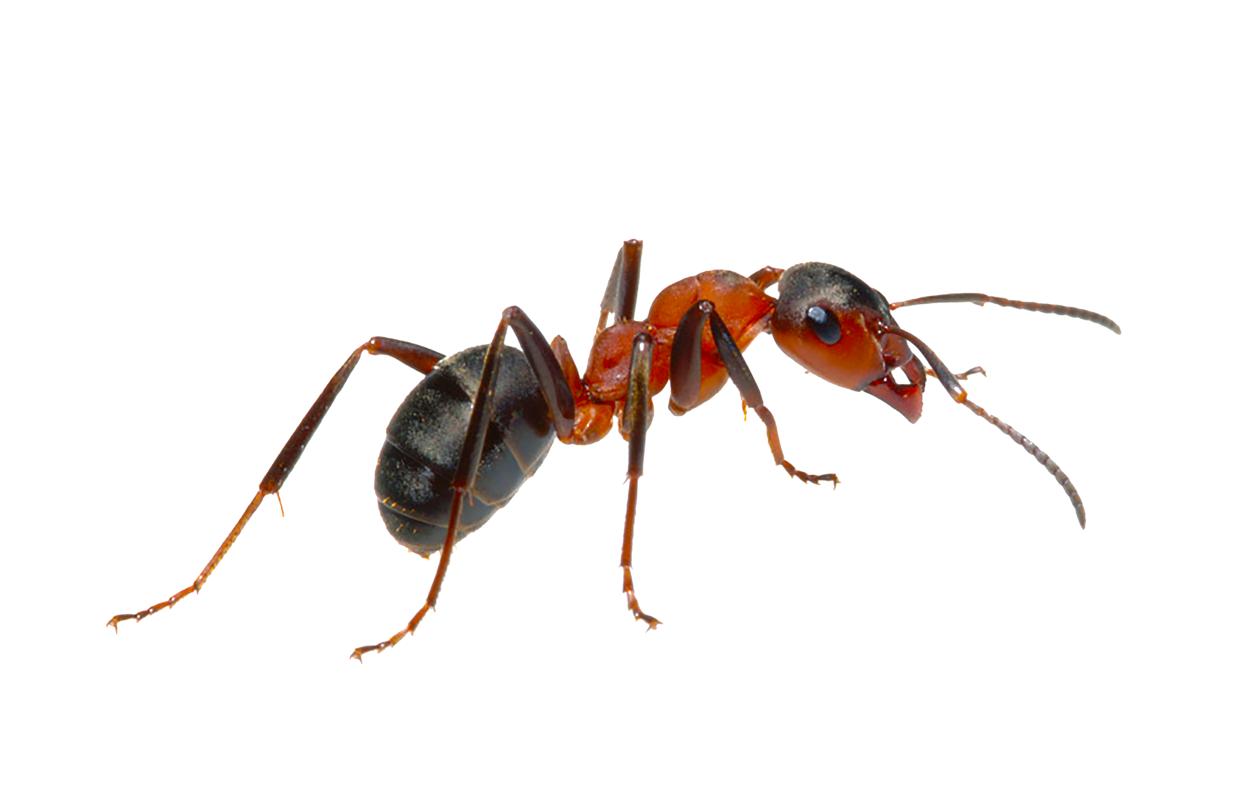 Coastal Brown Ants