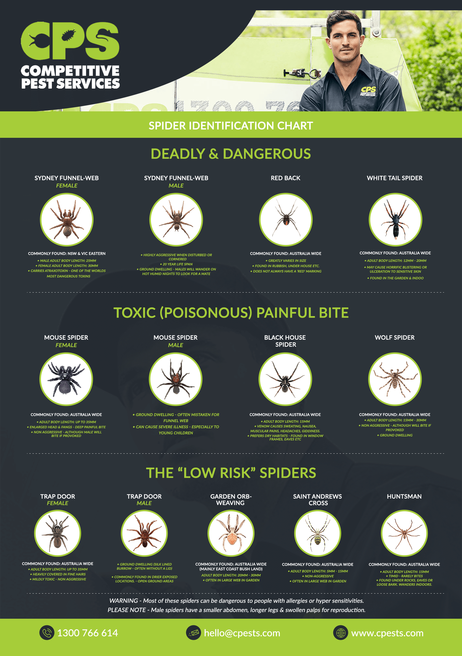 Spider Identification Chart