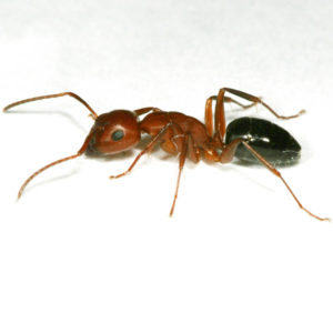 Ants digging up dirt under pavers? Here's what to do! — Gold Coast