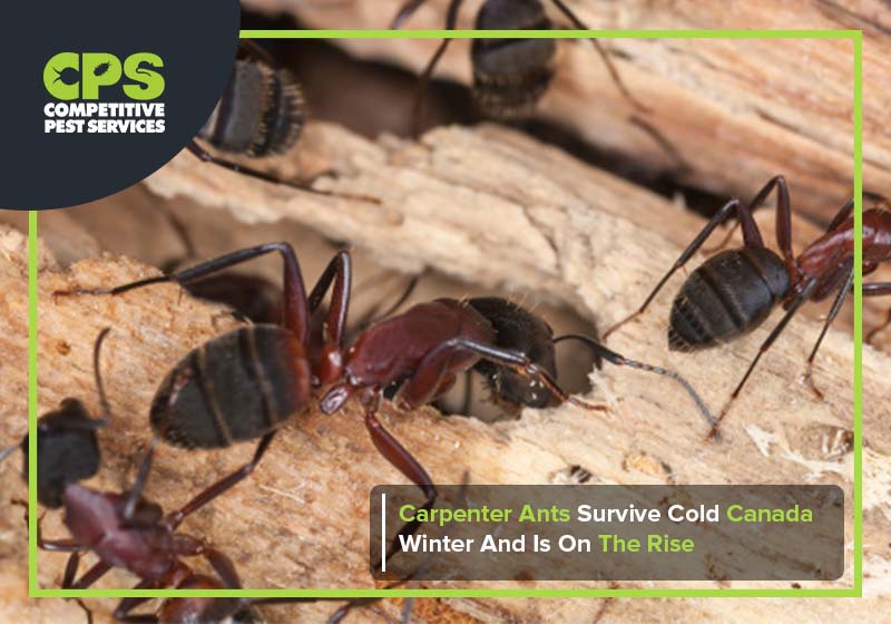 Carpenter Ants Survive Cold Canada Winter Competitive Pest Services