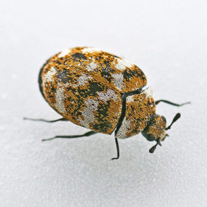 Carpet Beetles Removal, Carpet Beetles Control - Competitive Pest Control