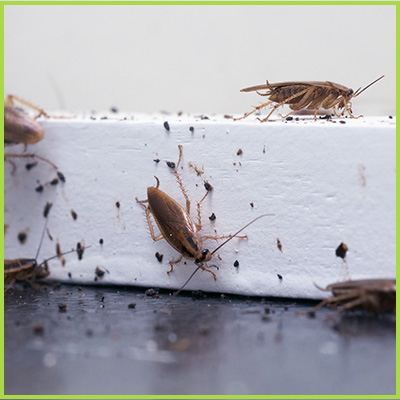 Signs You Have a Cockroach Infestation | Competitive Pest Services