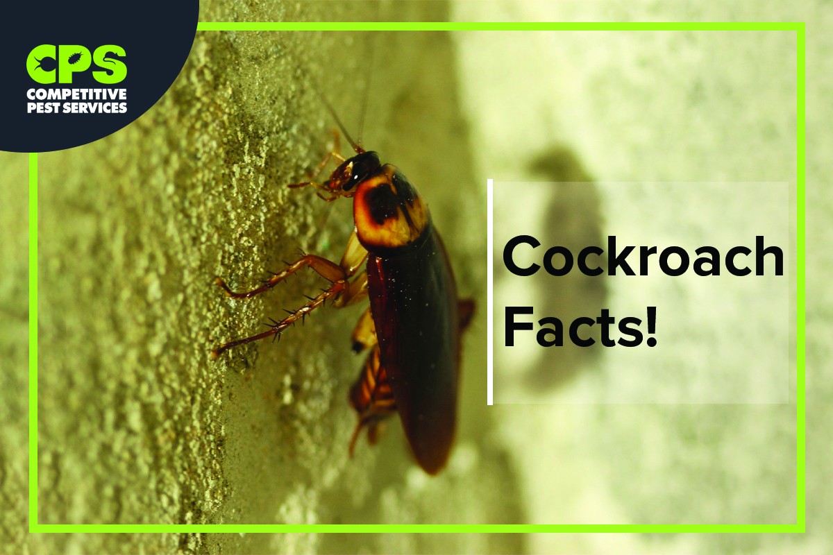 Cockroach Facts – Competitive Pest Control 