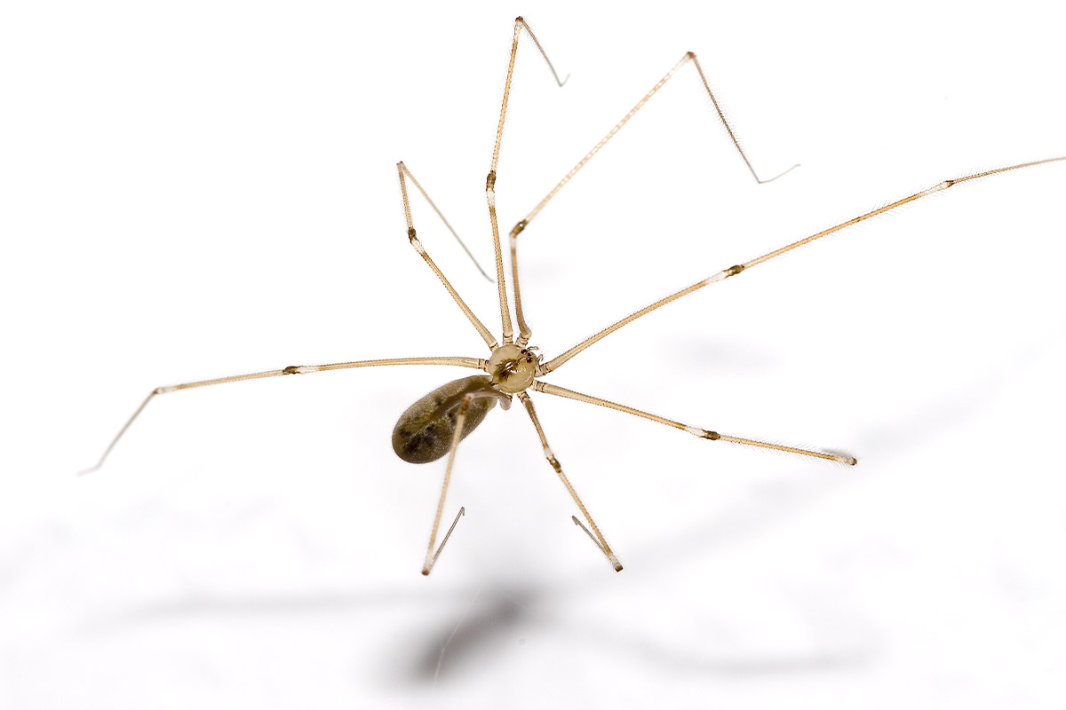 Daddy Long Legs - Spider Pest Control - Competitive Pest Control