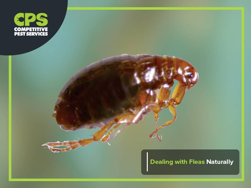 Dealing With Fleas Naturally | Competitive Pest Control