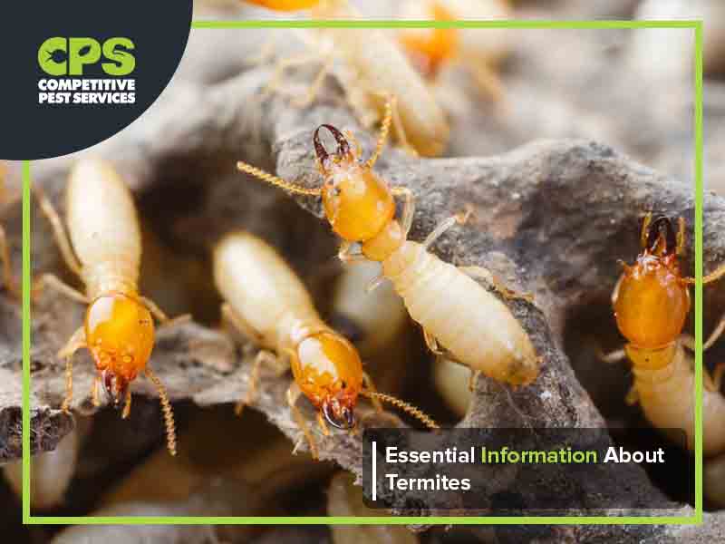 Essential Information About Termites Competitive Pest Control