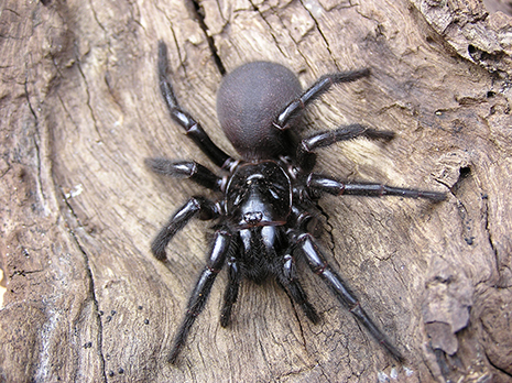 FUNNEL WEB SPIDER