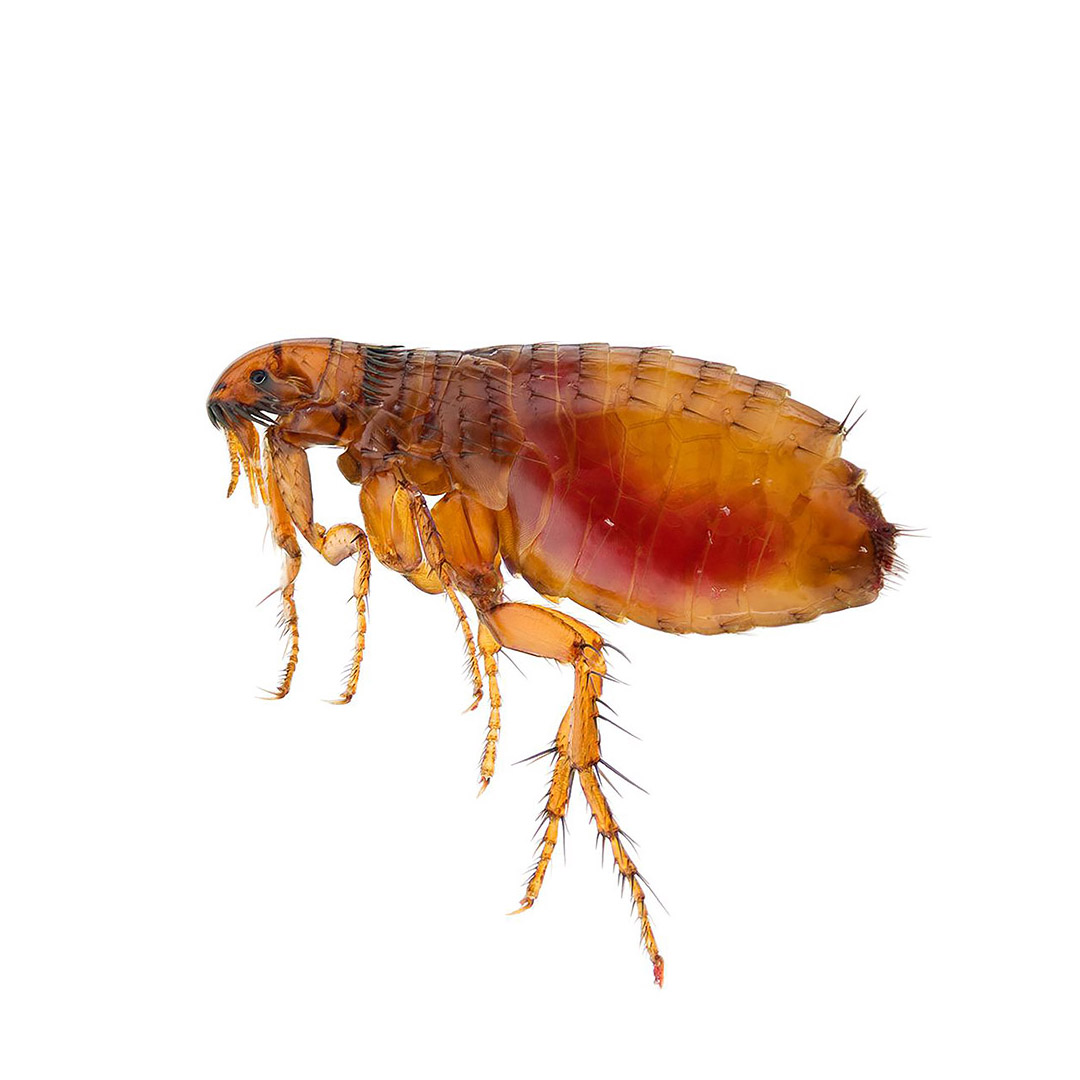 Fleas Pest Control - Competitive Pest Control