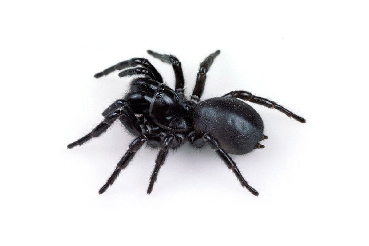 Funnel Web Spider - Spider Pest Control - Competitive Pest Control