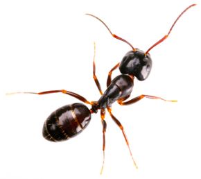 Ants digging up dirt under pavers? Here's what to do! — Gold Coast