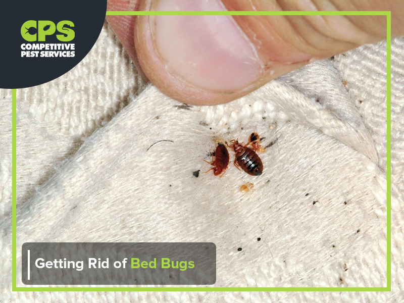 Getting Rid Of Bed Bugs - Competitive Pest Services