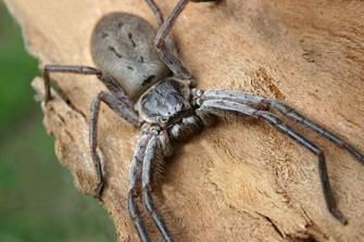 HUNTSMAN SPIDER control Sydney