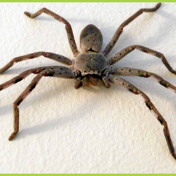 gå Rejse skarp Why do huntsman spiders come inside? - Competitive Pest Control